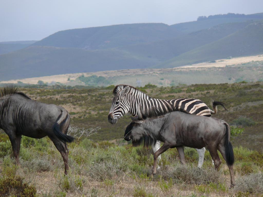 Nyaru Game Lodge Brandwag Esterno foto