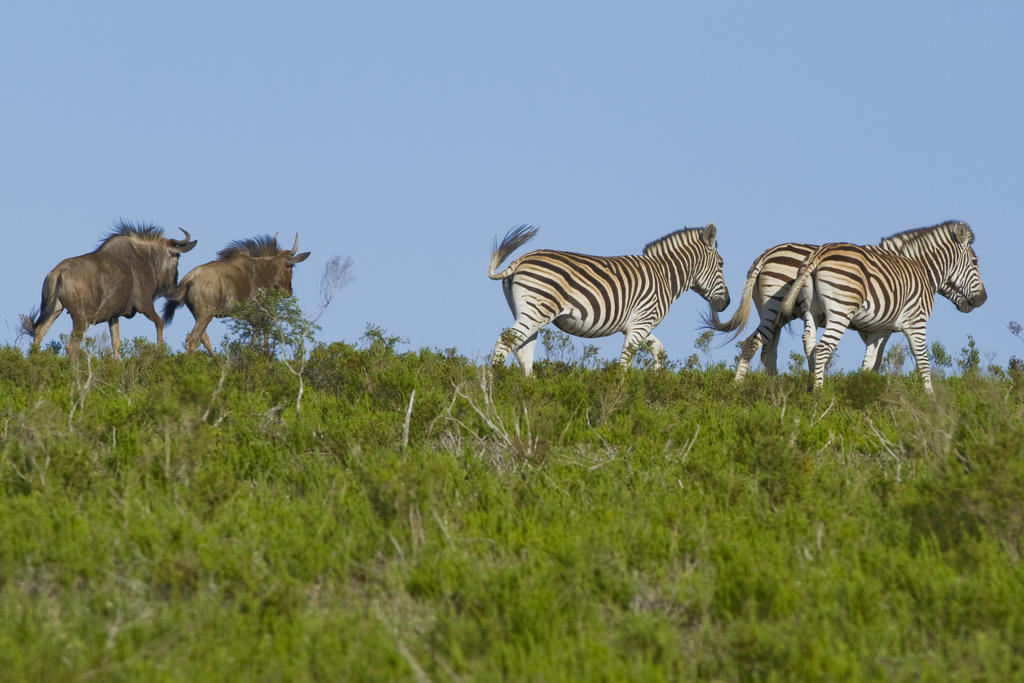 Nyaru Game Lodge Brandwag Esterno foto