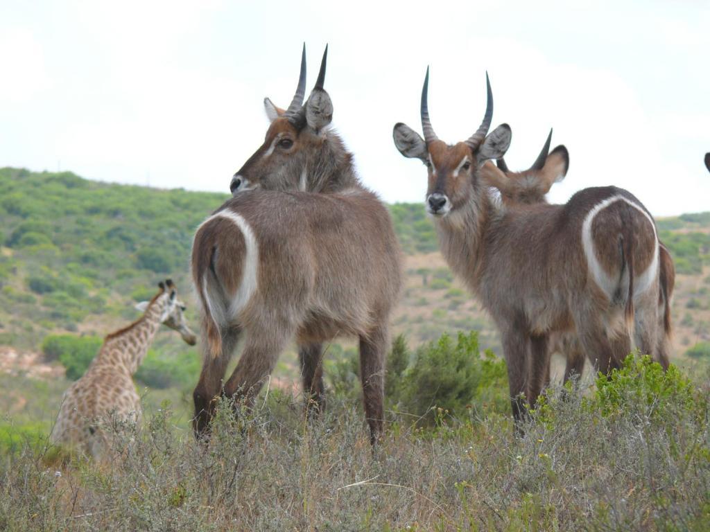 Nyaru Game Lodge Brandwag Esterno foto