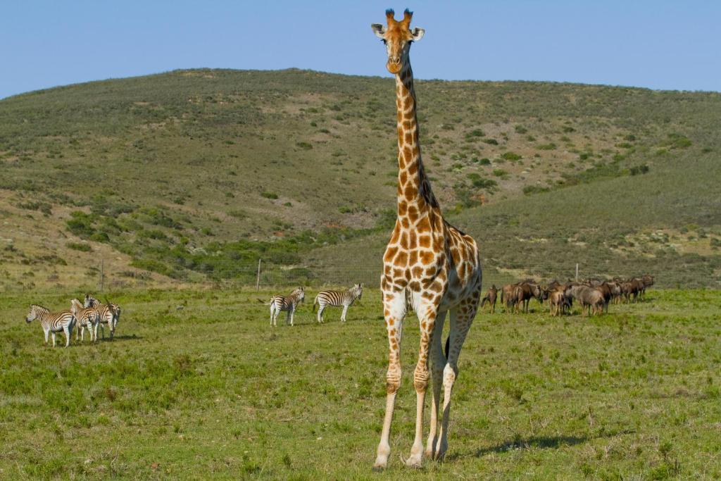 Nyaru Game Lodge Brandwag Esterno foto